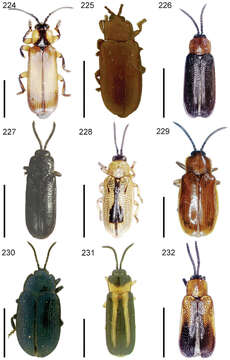 Imagem de Cephaloleia ruficollis Baly 1858