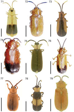 Imagem de Cephaloleia apicata Uhmann 1930