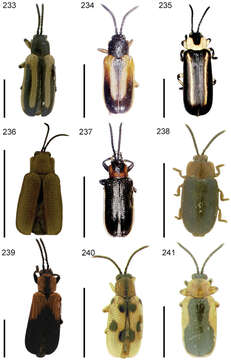 Image of Cephaloleia scitulus Staines 1996