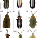 Imagem de Cephaloleia stenosoma Baly 1885