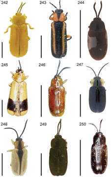 Image of Cephaloleia suaveola Baly 1885