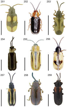 Imagem de Cephaloleia teutonica Uhmann 1937