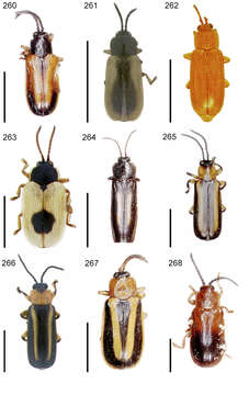 Imagem de Cephaloleia turrialbana Uhmann 1930