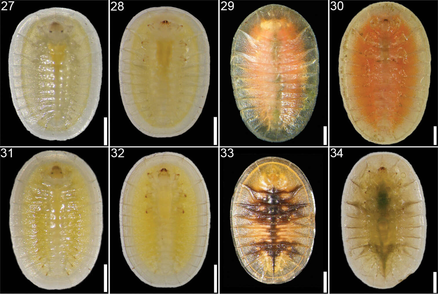 Image of Cephaloleia belti Baly 1885