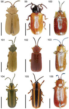 Image of Cephaloleia clarkella Baly 1858