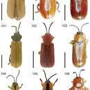 Cephaloleia consanguinea Baly 1885 resmi