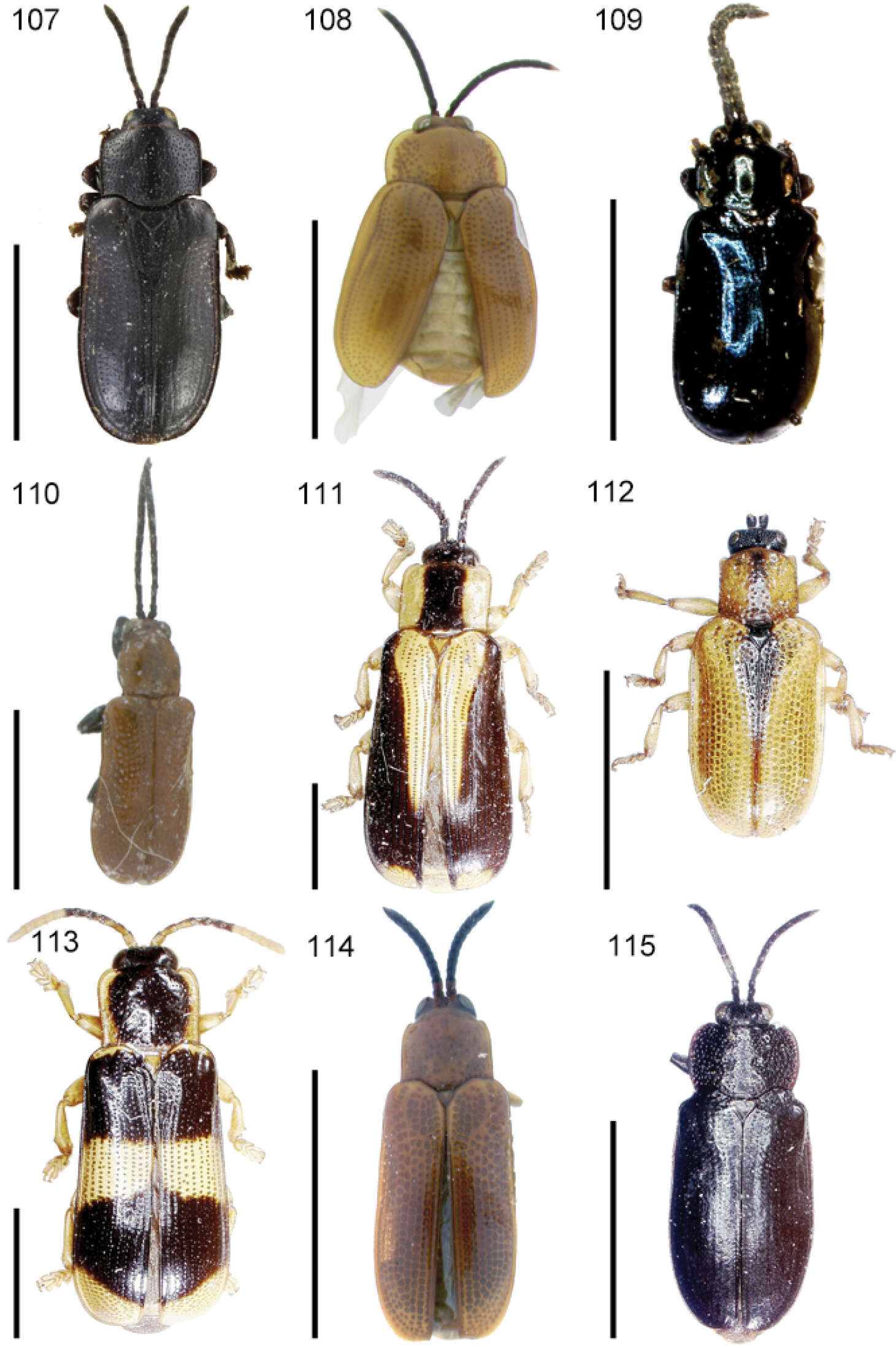 Image of <i>Cephaloleia crenulata</i>