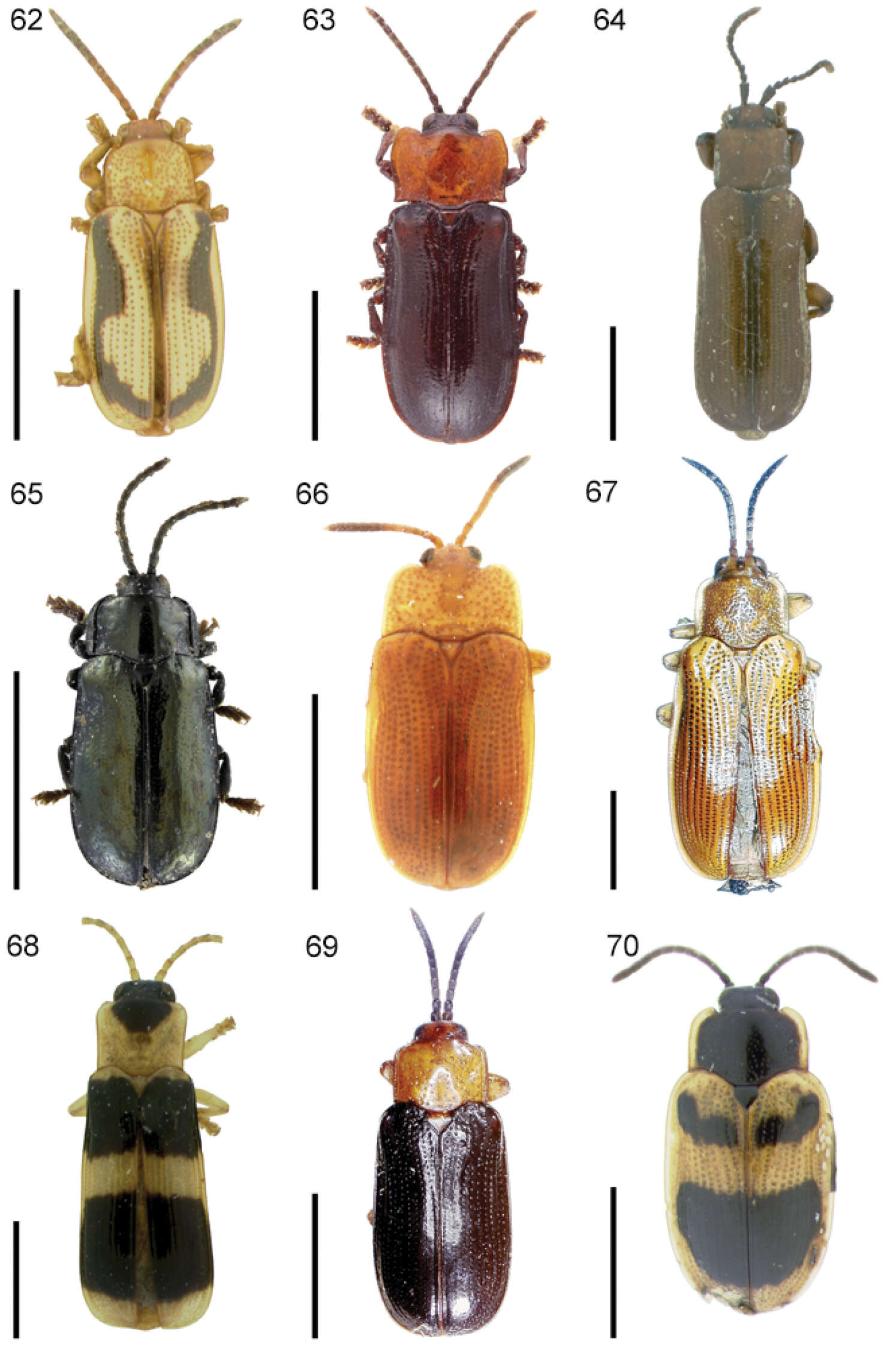 Image of Cephaloleia aeneipennis Baly 1858