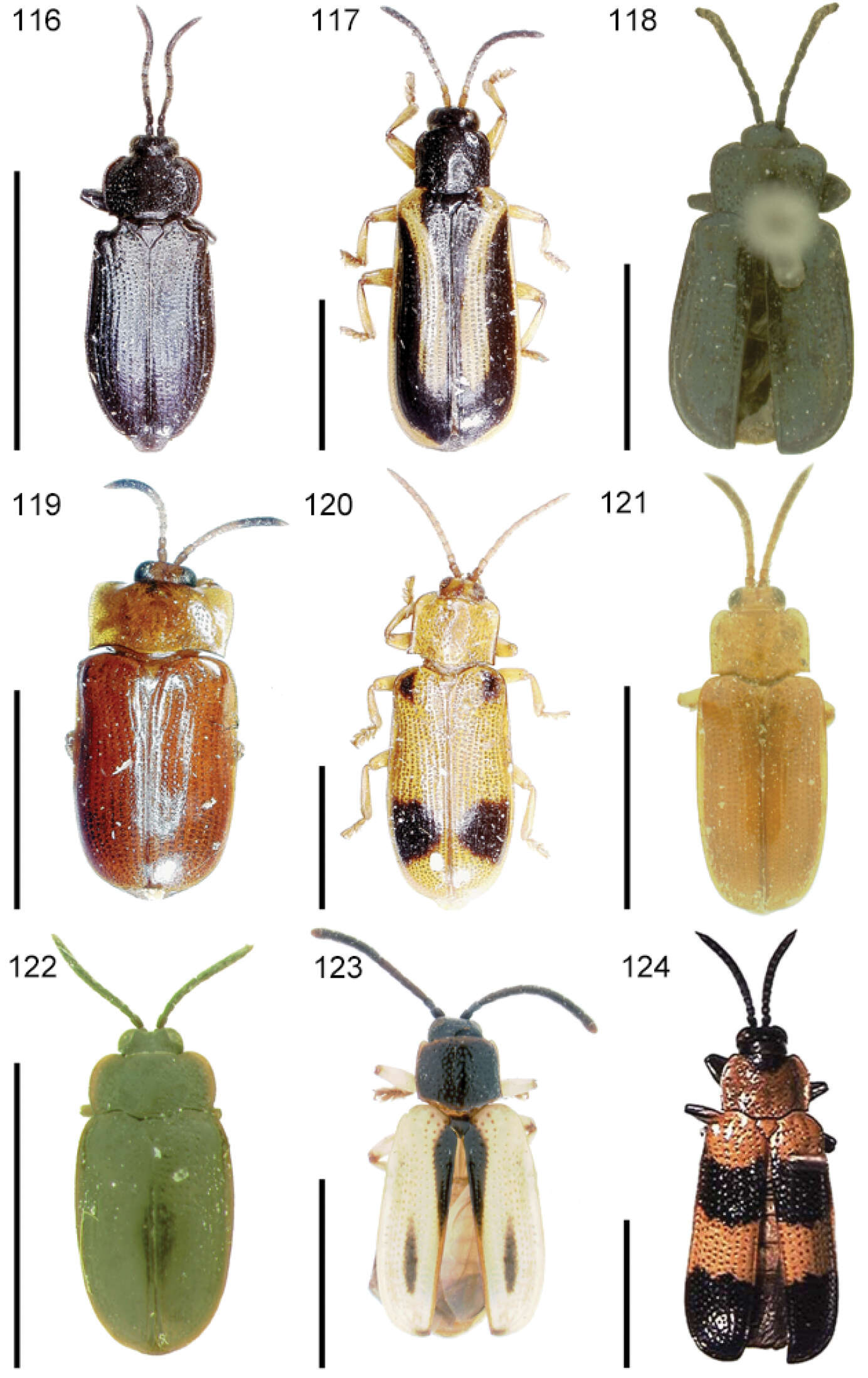 Image of Cephaloleia dilaticollis Baly 1858