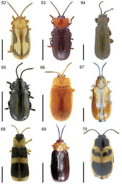 Cephaloleia aequilata Uhmann 1930 resmi