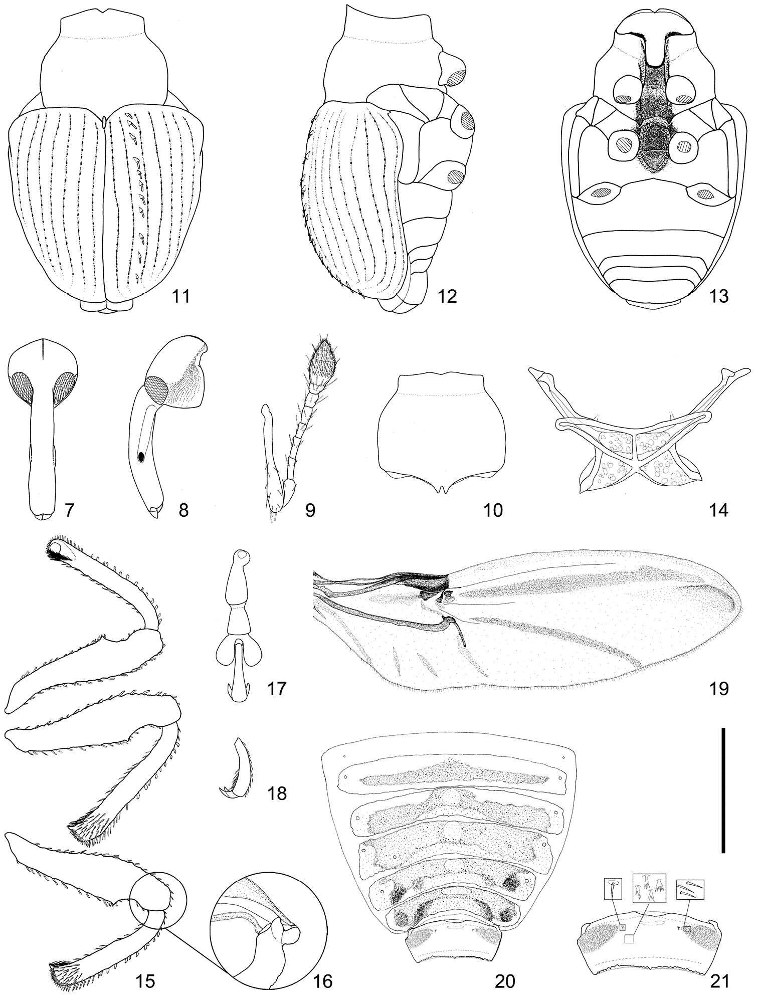 Image of Scleropteroides