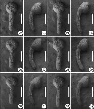 Sivun Scleropteroides kuva