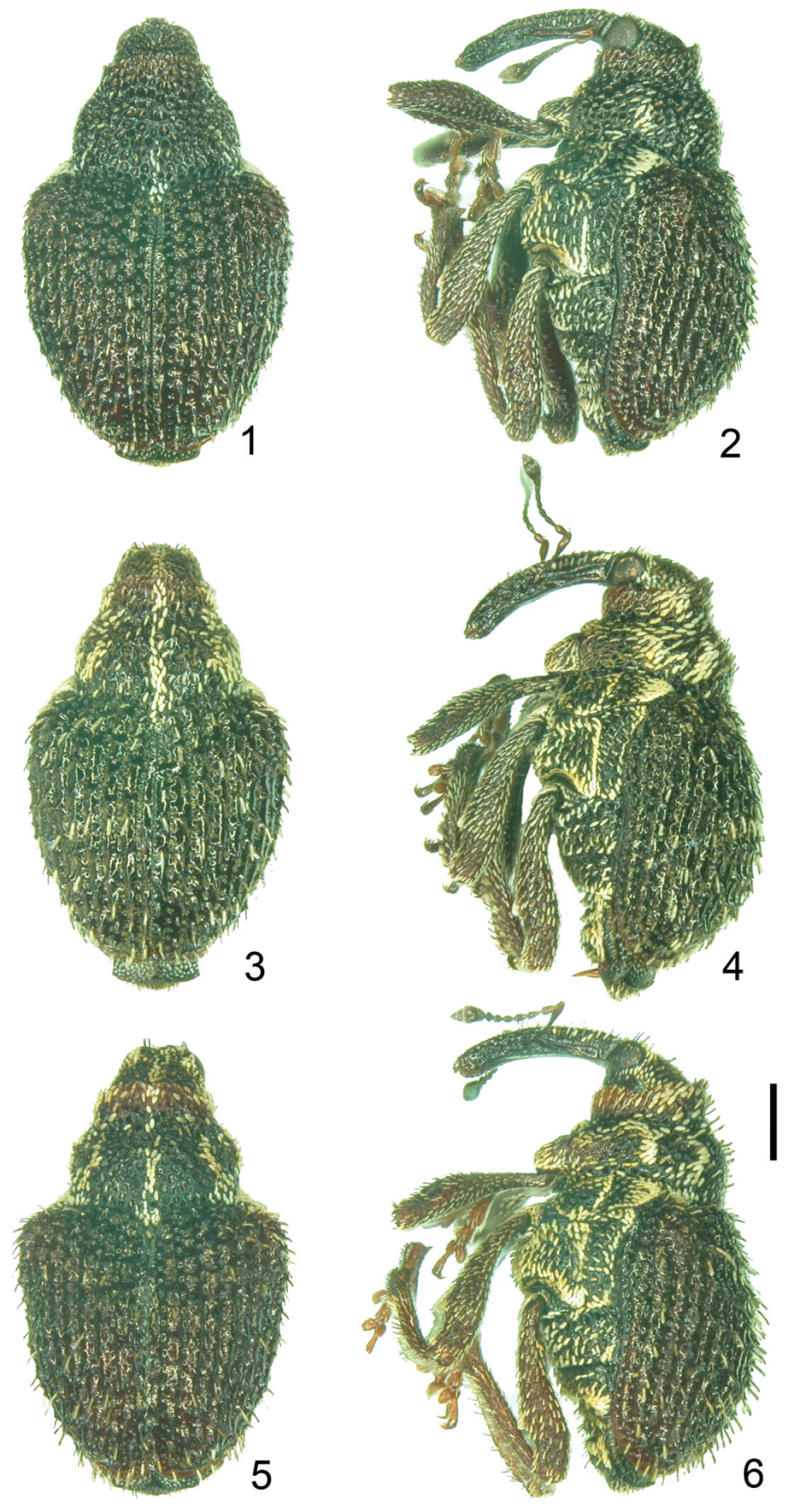 Image of Scleropteroides hypocrita Colonnelli 1979