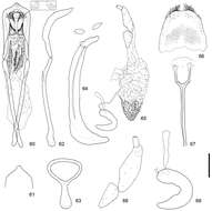 Image of Scleropteroides hypocrita Colonnelli 1979