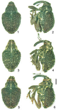 Sivun Scleropteroides longiprocessus Huang & Yoshitake 2014 kuva