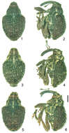 Image of <i>Scleropteroides horridulus</i> Voss 1958