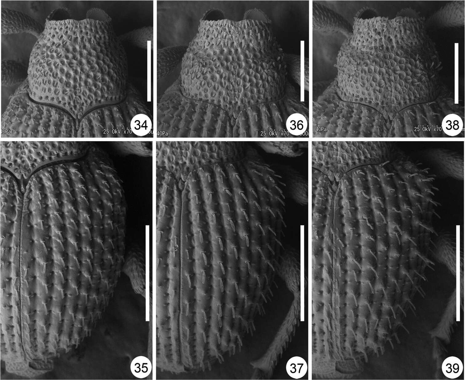 Image of <i>Scleropteroides horridulus</i> Voss 1958