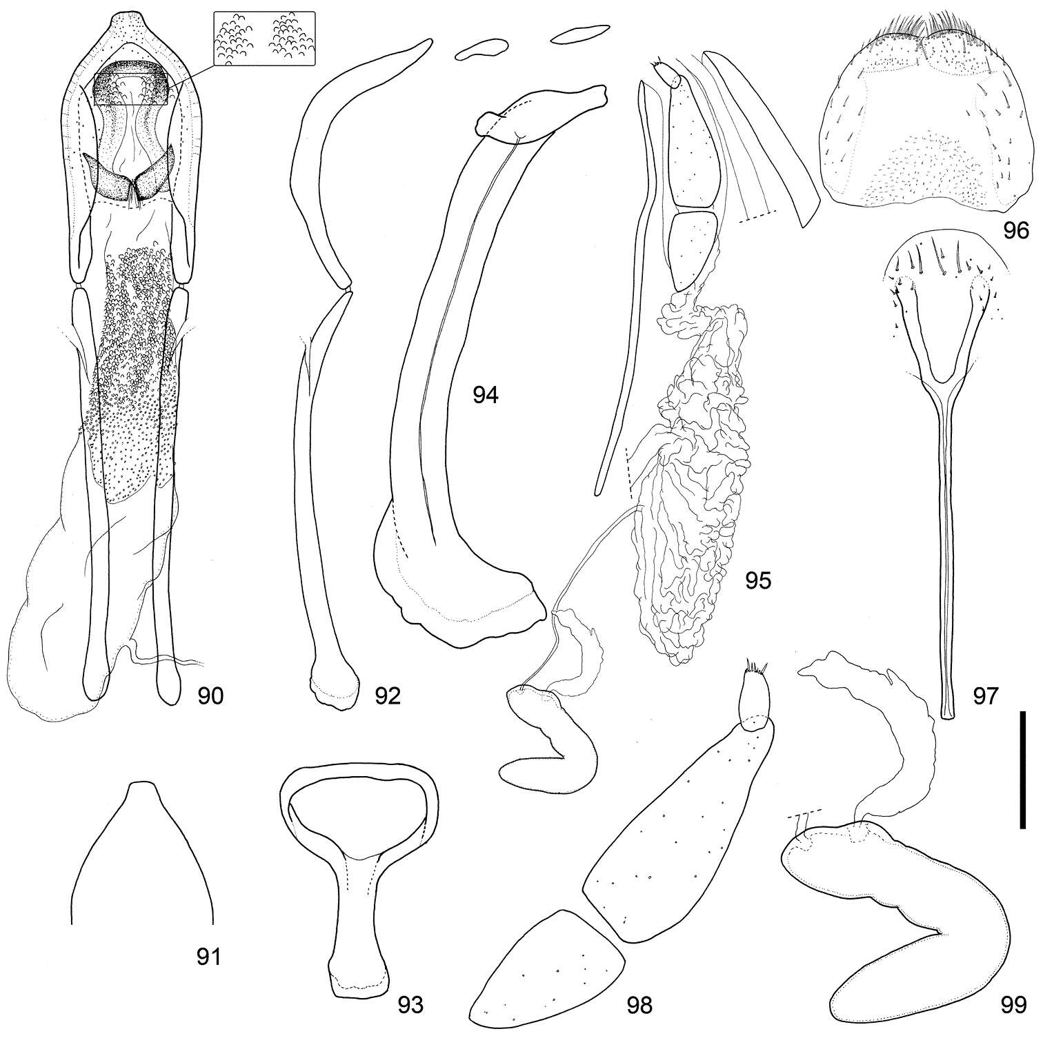 Image of <i>Scleropteroides horridulus</i> Voss 1958