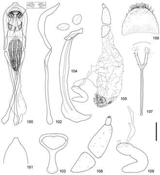 Sivun <i>Scleropteroides horridulus</i> Voss 1958 kuva