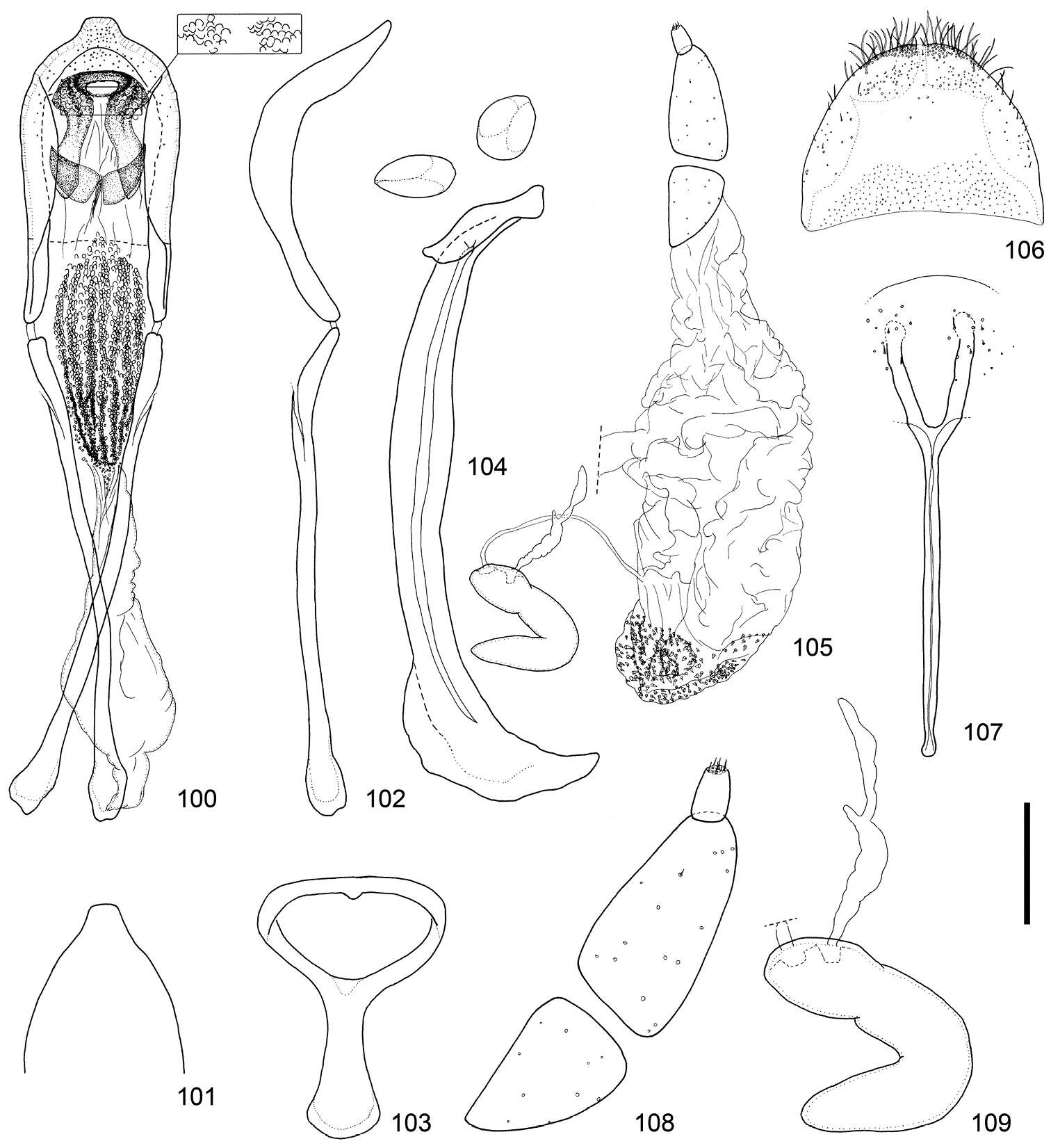 Image of <i>Scleropteroides horridulus</i> Voss 1958