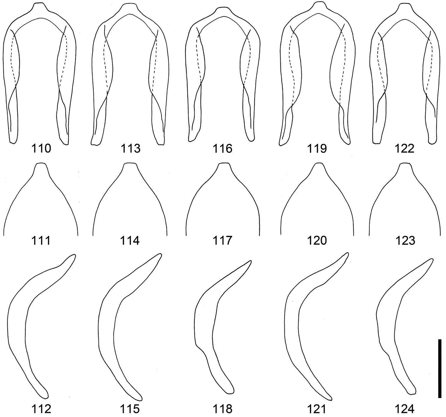 Sivun <i>Scleropteroides horridulus</i> Voss 1958 kuva