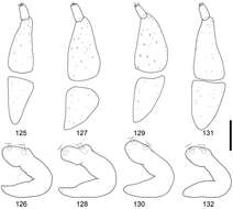 Sivun <i>Scleropteroides horridulus</i> Voss 1958 kuva