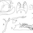 Image de Empoasca (Empoasca) dorsodenticulata Yu & Yang 2014