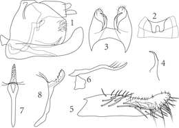 Image de Empoasca (Empoasca) dorsodenticulata Yu & Yang 2014