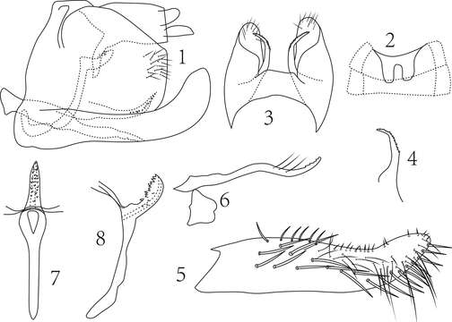 Image of Empoasca (Empoasca) dorsodenticulata Yu & Yang 2014