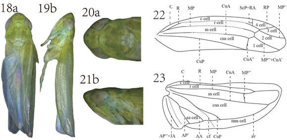 Image of Empoasca (Empoasca) dorsodenticulata Yu & Yang 2014