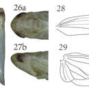 Image of Empoasca (Hebata) spiculata Oman & Wheeler 1938