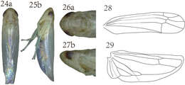 Image of Empoasca (Hebata) spiculata Oman & Wheeler 1938