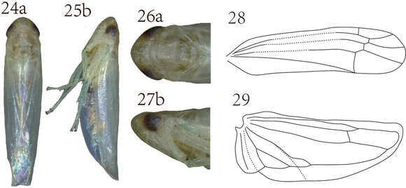 Image of Empoasca (Hebata) spiculata Oman & Wheeler 1938