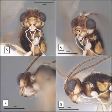 Image of braconid wasps