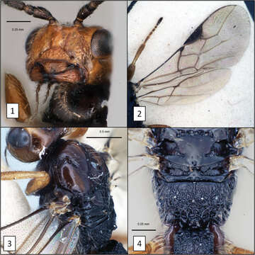 Image of braconid wasps