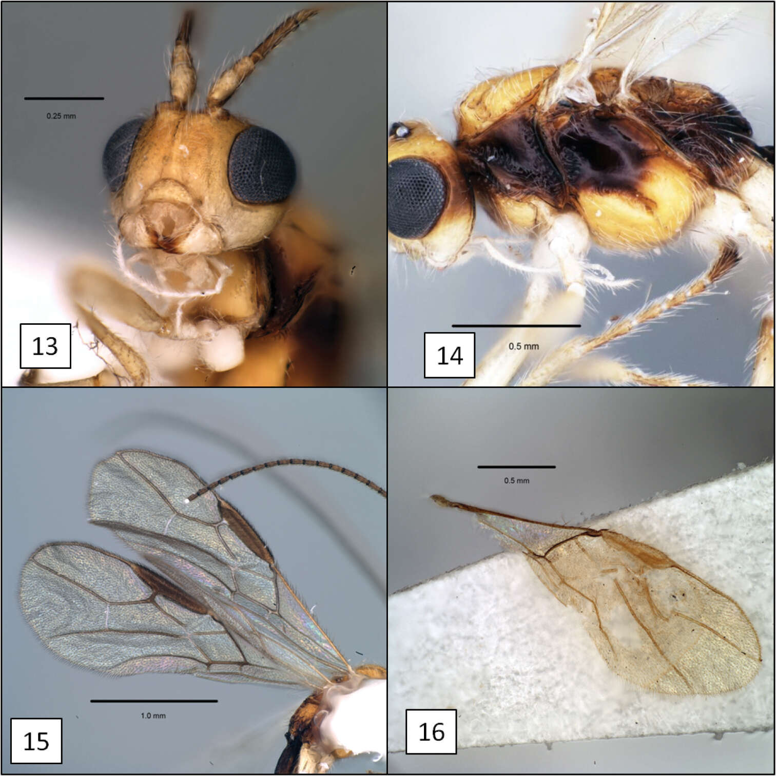 Image of braconid wasps