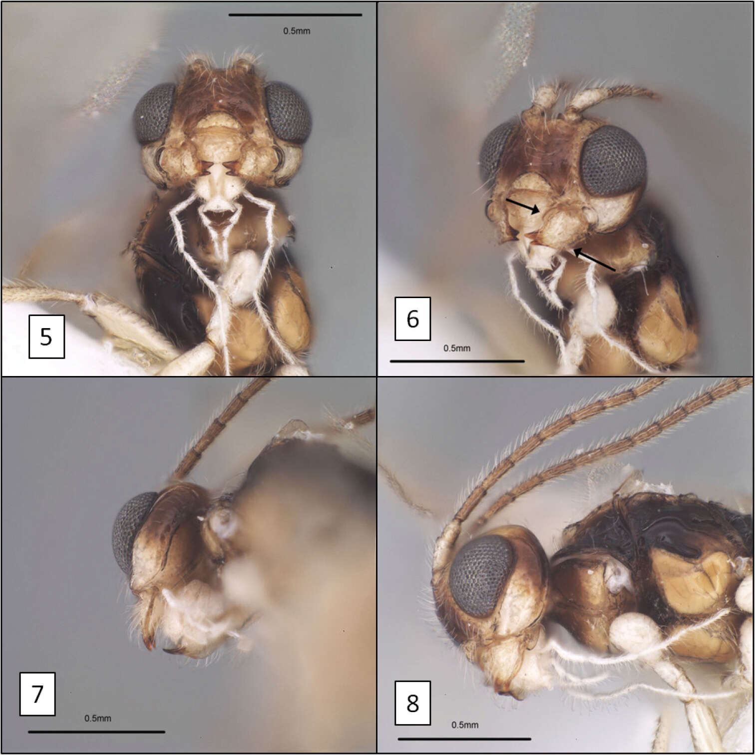 Image of Diachasma dentatum Shirley, Restuccia & Ly