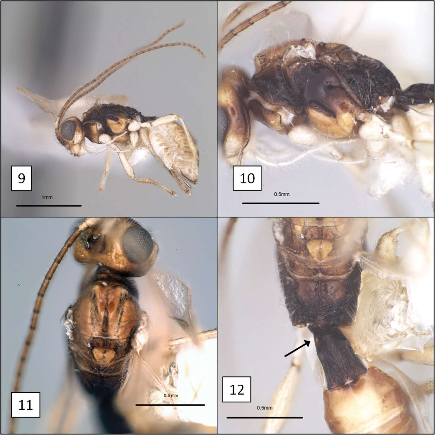 Image of Diachasma dentatum Shirley, Restuccia & Ly