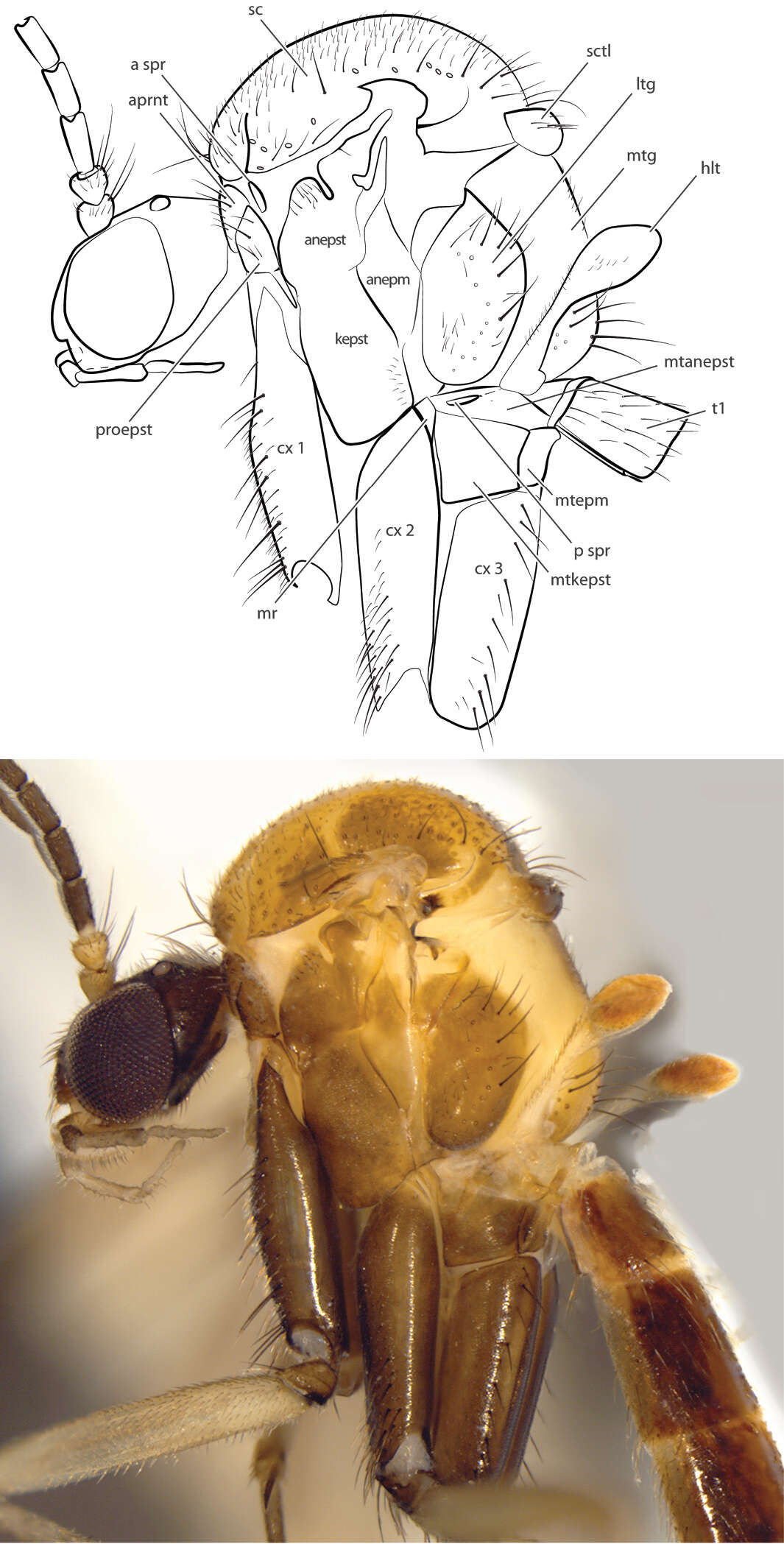 Image of Spritella sequoiaphila Kerr 2014