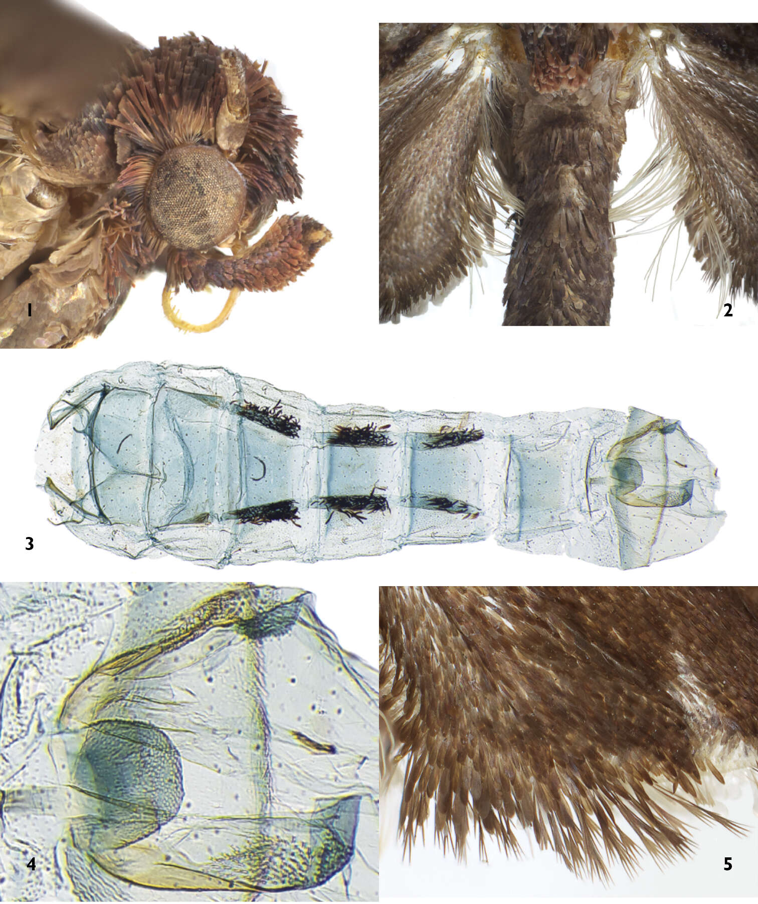 Image of Thaumatovalva Timm & Brown