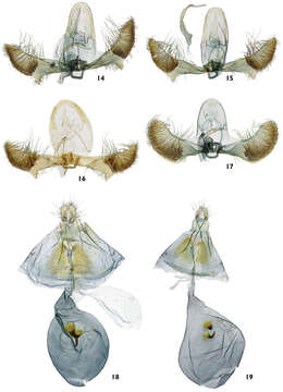 Image of Thaumatovalva deprinsorum Timm & Brown