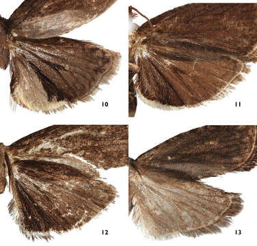 Image of Thaumatovalva albolineana Timm & Brown