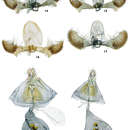 Image of Thaumatovalva albolineana Timm & Brown