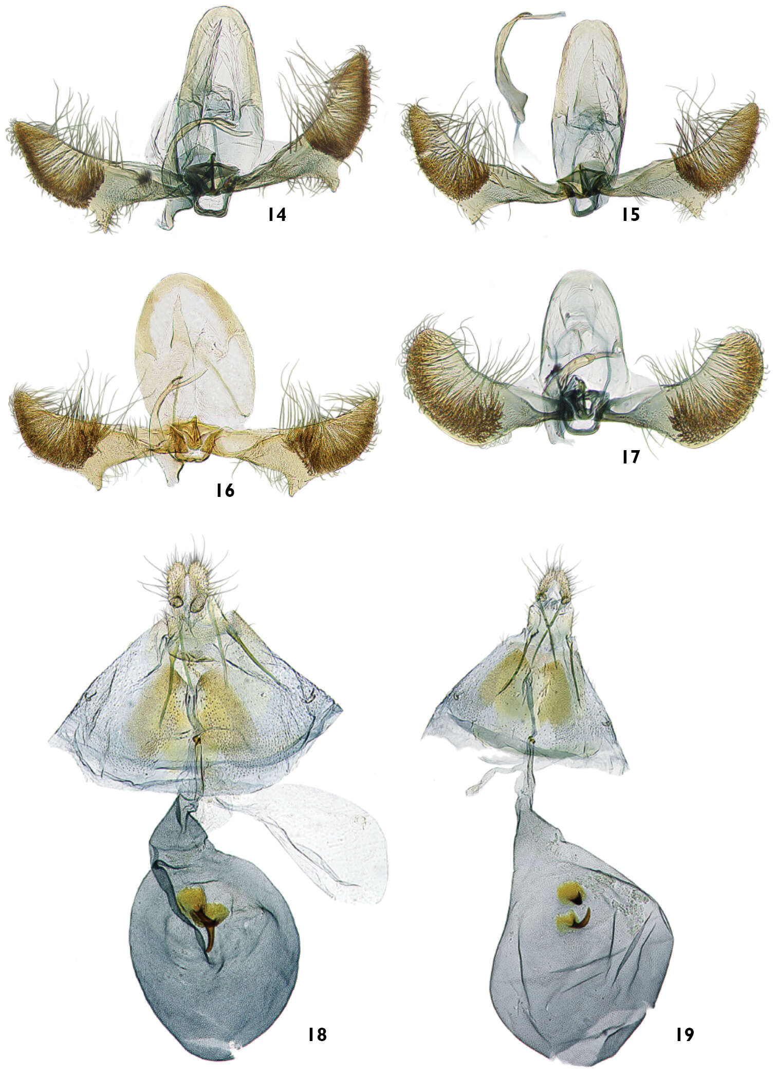 Image of Olethreutinae