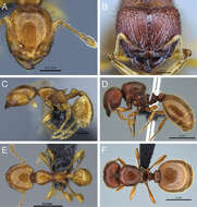 Image de <i>Carebara nicotianae</i>