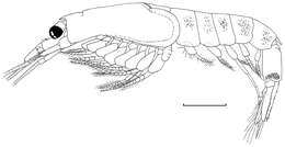 Image of Mysidae Haworth 1825
