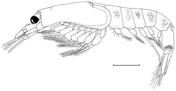 Image of Mysidae Haworth 1825