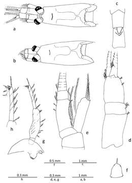 Image of Mysidae Haworth 1825