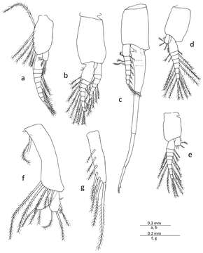 Image of Mysidae Haworth 1825