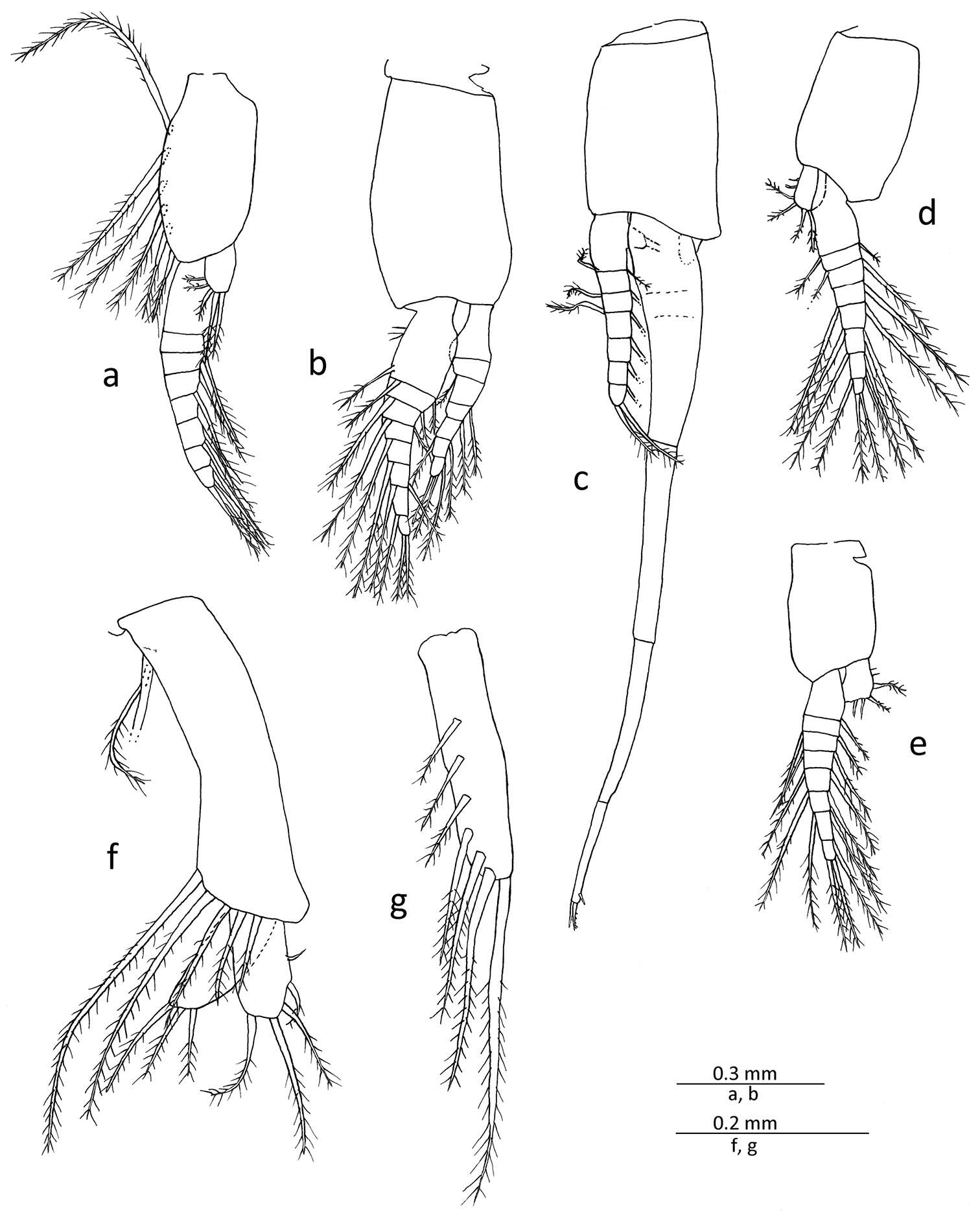 Image de Mysidae Haworth 1825